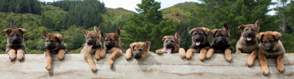 Ten New Zealand Police puppies on a piece of wood.