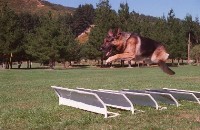Police dog jumping over hurdles during training.