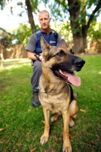 Police dog sitting with lead and dog handler in background.
