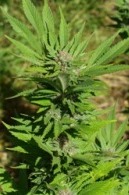 Large cannabis plant growing outside.