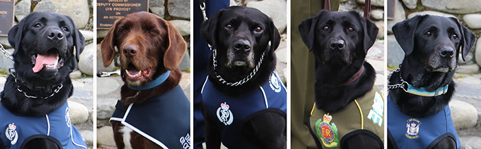 Dogs