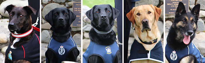Dogs Mindy, Ripper, Thor, Willis, and Wolfe.