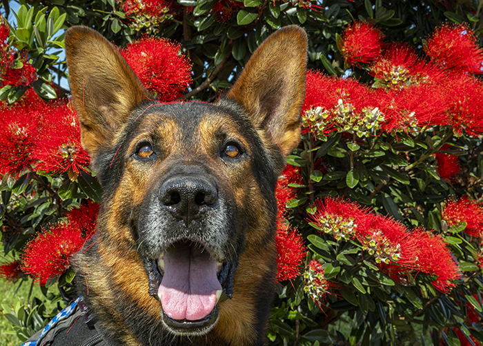Gill is the face of December in the latest 2023 Police Dog Trust Calendar. Photo: Constable Seaton McGuigan.