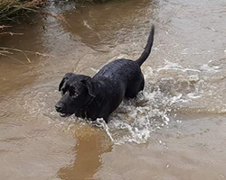 Zak wading through the duck pond
