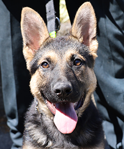 Police pup Iritana