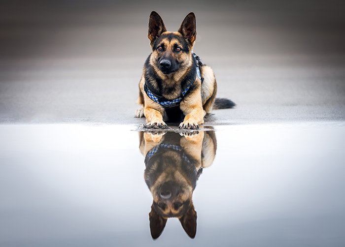 This year’s winning photo of patrol dog Niho taking a moment on Ototoka Beach was taken by Sergeant Jane Dunn, Wellington.