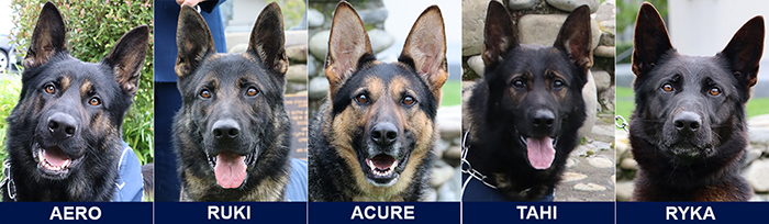 Meet the dogs, from left: Aero, Ruki, Acure, Tahi and Ryka.
