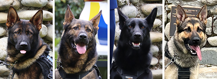 Head shots of four of the graduating police dogs, from left: Obi-Wan, Igar, Lacey and Boris...