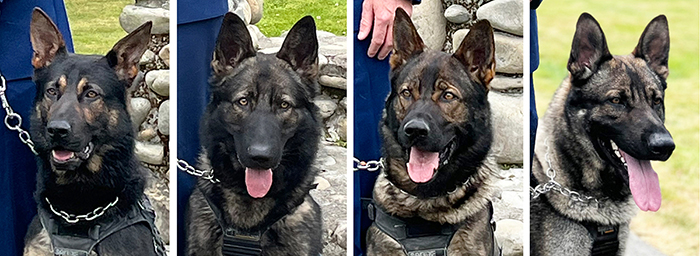 Head shots of four of the graduating police dogs, from left: Hadys, Ozzie, Jaxon and Kyiv.