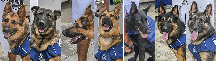 New Zealand-bred and newly qualified Fiji Police patrol dogs, from left: Fi, Hazza, Ngakau Patrick, Scully, Storm and Wren.