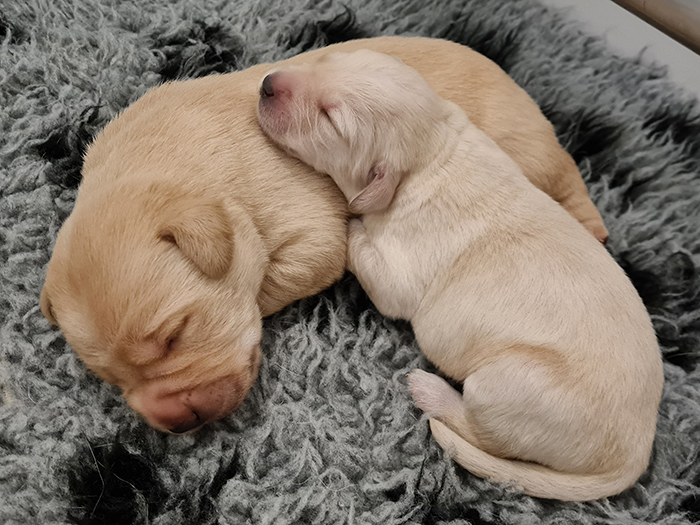 One of Isla's pups being used as a pillow by one of the Blind Low Vision pups.