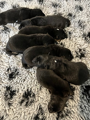 Luna's puppies