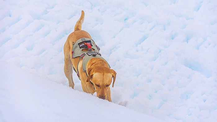 RARO rescue dog Rudi - handler Blair Watson - digs deep. PHOTO CREDIT: A Hoyle.