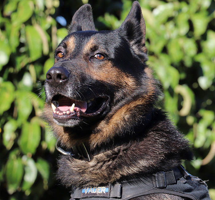 Vadar in his harness, with his name badge showing.