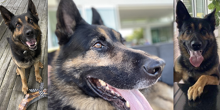 Photos of Vadar off duty - waiting for a treat, posing for a portrait, and with his front paws on a counter to say hello.