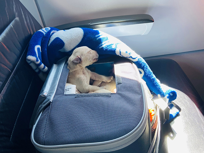 Travelling in style - the guide dog pups in their aeroplane seat for their flight to Wellington.