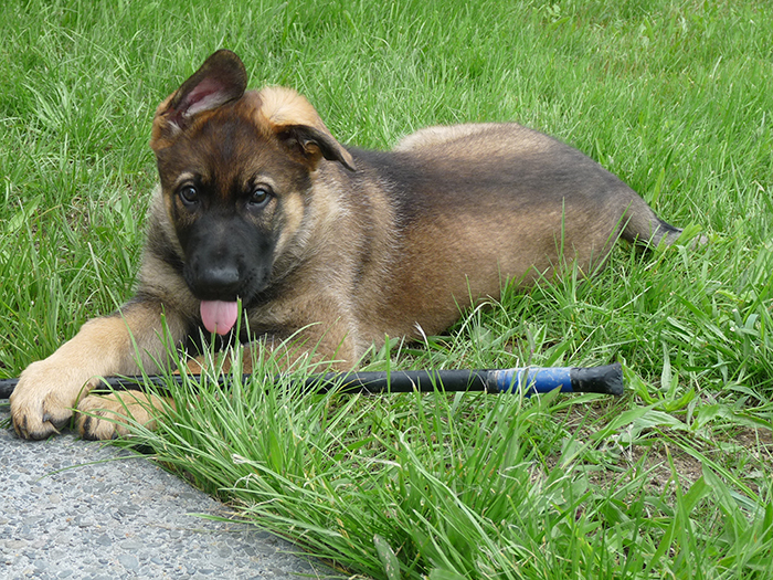 Duke as a puppy 
