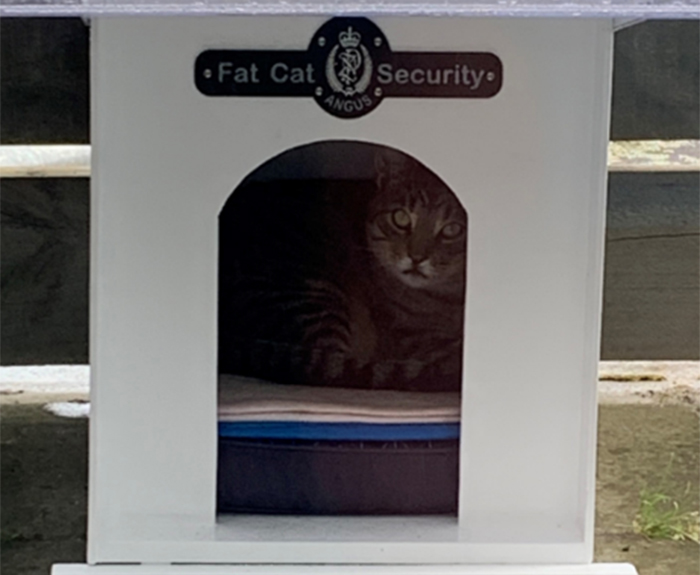 Morrinsville's 'Fat Cat'