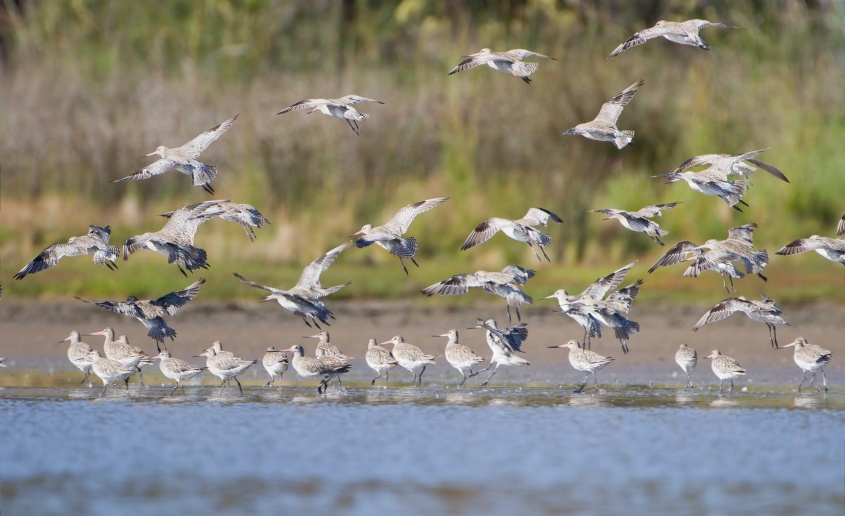 godwits