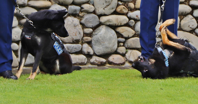 dogs dude