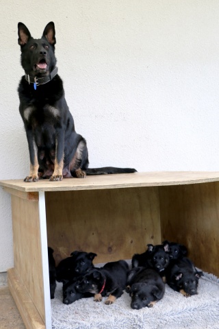 Retiring breeding bitch Dallas and her latest litter.