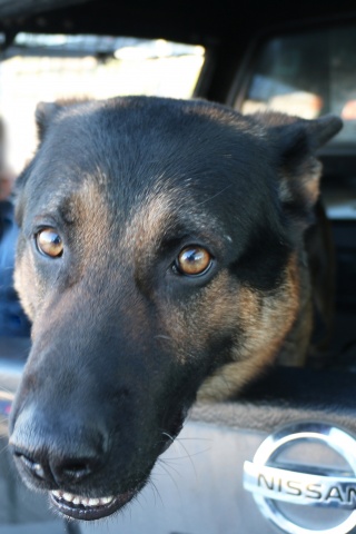 Kosmo close up