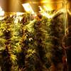 Police shut down Porirua drug dealing op