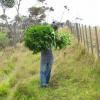 Police remove swamp cannabis
