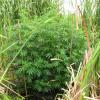 Cannabis found growing in a swamp