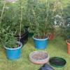 Cannabis plants seized