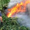 Police destroy cannabis seized in a major operation across Auckland