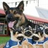 Meet Police Dog Link (and friends) at the RNZPC Open Day!