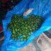 Some of the stolen avocados found at the Whangarei address