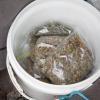 On inspection this container was also found to contain pre-packaged bags of cannabis