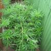 A cannabis plant