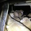 Some of the 22 sheep that were found in a van early this morning.