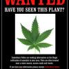 Have you seen this plant?