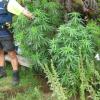 A police officer with some of the plants found growing in the Coromandel