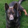 Police dog Thames