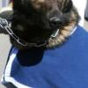 Thames the Wairarapa police dog missing in bush