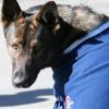 Police dog Thames at a graduation parade