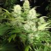 Cannabis from search warrant