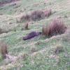 The scene that greeted Police in rural Helensville 