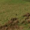 The scene that greeted Police in rural Helensville 