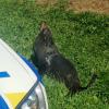 This ocean escaper had the Waikato Police's seal of approval
