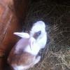 Lily the stolen Netherland Dwarf