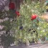 Cannabis found during Featherston search warrants