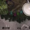Cannabis found during Featherston search warrants