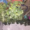 Cannabis found during Featherston search warrants