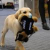 A police puppy in training with his police toy
